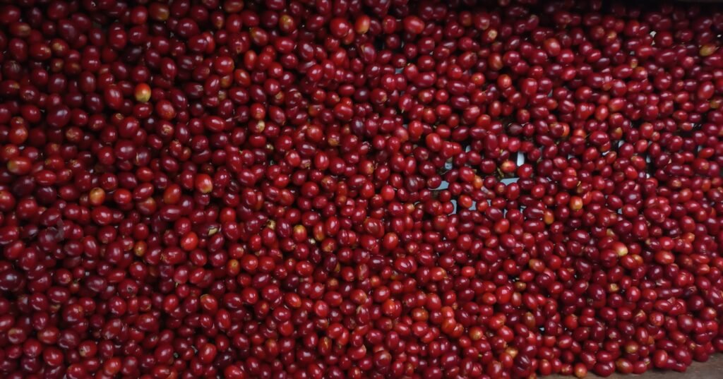 القهوة المختصة